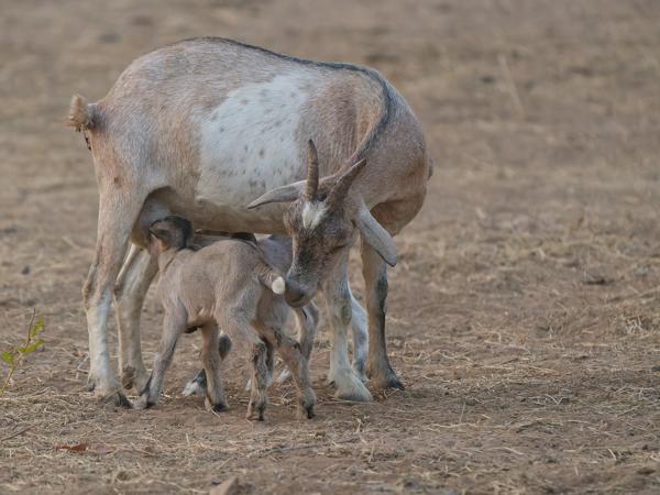 <h3><a href="/trips/gambia/biota/animalia/chordata/mammalia/artiodactyla/bovidae/capra hircus/capra hircus-nl.html">Capra&nbsp;hircus</a> / Domestic&nbsp;goat / Geit</h3>OM-1 Mark II met OLYMPUS M.150-400mm F4.5 TC, 1/1600 sec  bij F5.6, ISO 10000, afstand 27.0&nbsp;m